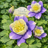 Aquilegia 'Earlybird™ Blue & White' (Columbine)