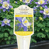 Aquilegia 'Earlybird™ Blue & White' (Columbine)