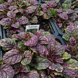 Ajuga 'Burgundy Glow'