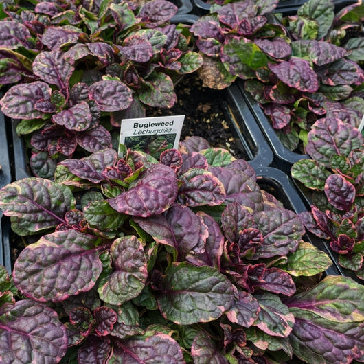 Ajuga 'Burgundy Glow'