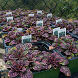 Ajuga 'Burgundy Glow'