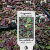 Ajuga 'Burgundy Glow'