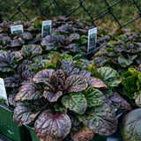 Ajuga 'Caitlin's Giant'
