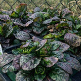 Ajuga 'Caitlin's Giant'