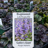 Ajuga 'Caitlin's Giant'