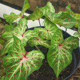 Caladium 'Gingerland'