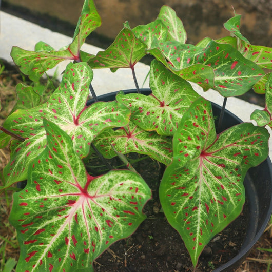 Caladium 'Gingerland'