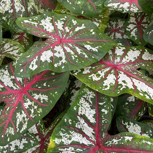 Caladium 'Tapestry'