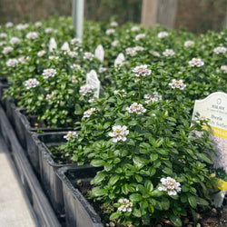 Iberis 'Candy Sorbet' (Candytuft)