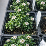 Iberis 'Candy Sorbet' (Candytuft)