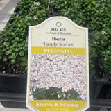 Iberis 'Candy Sorbet' (Candytuft)