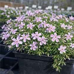 Creeping Phlox 'Candy Stripe'