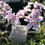 Creeping Phlox 'Candy Stripe'