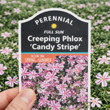 Creeping Phlox 'Candy Stripe'