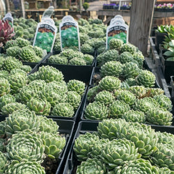 Sempervivum 'Cobweb'