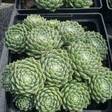 Sempervivum 'Cobweb'
