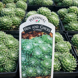 Sempervivum 'Cobweb'
