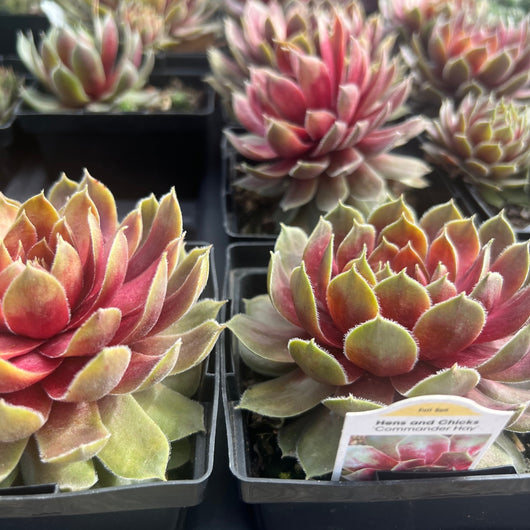 Sempervivum 'Commander Hay'