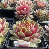 Sempervivum 'Commander Hay'