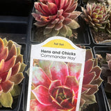 Sempervivum 'Commander Hay'