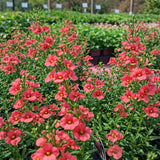 Diascia 'Coral Canyon®'