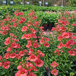 Diascia 'Coral Canyon®'