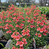 Diascia 'Coral Canyon®'