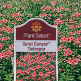 Diascia 'Coral Canyon®'
