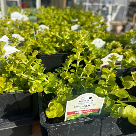 Lysimachia 'Goldii' (Creeping Jenny)