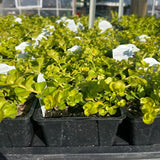 Lysimachia 'Goldii' (Creeping Jenny)