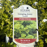 Lysimachia 'Goldii' (Creeping Jenny)