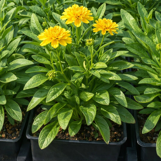 Coreopsis 'Double the Sun' (Tickseed)