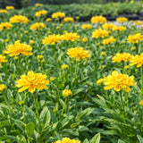 Coreopsis 'Double the Sun' (Tickseed)