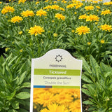Coreopsis 'Double the Sun' (Tickseed)