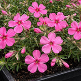 Creeping Phlox 'Drummond’s Pink'