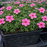 Creeping Phlox 'Drummond’s Pink'