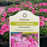 Creeping Phlox 'Drummond’s Pink'