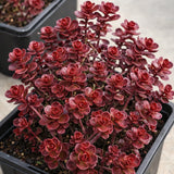 Sedum 'Voodoo'
