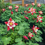 Aquilegia 'Earlybird™ Red & White' (Columbine)