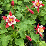 Aquilegia 'Earlybird™ Red & White' (Columbine)