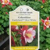 Aquilegia 'Earlybird™ Red & White' (Columbine)