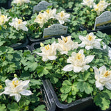 Aquilegia 'Earlybird™ White' (Columbine)