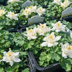 Aquilegia 'Earlybird™ White' (Columbine)