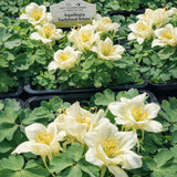 Aquilegia 'Earlybird™ White' (Columbine)