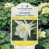 Aquilegia 'Earlybird™ White' (Columbine)