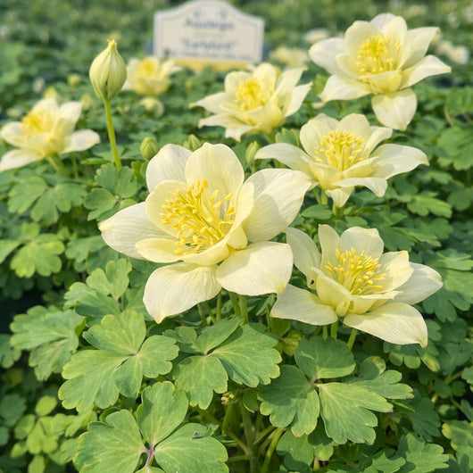 Aquilegia 'Earlybird™ Yellow' (Columbine)