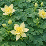 Aquilegia 'Earlybird™ Yellow' (Columbine)