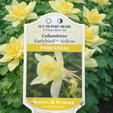 Aquilegia 'Earlybird™ Yellow' (Columbine)