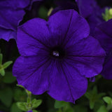 Petunia ‘Easy Wave® Blue’