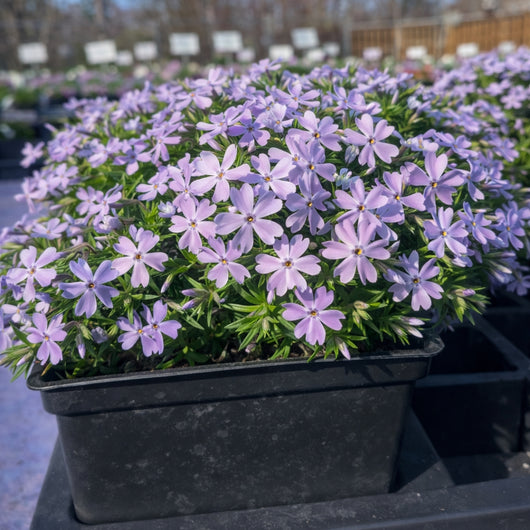 Creeping Phlox 'Emerald Blue'